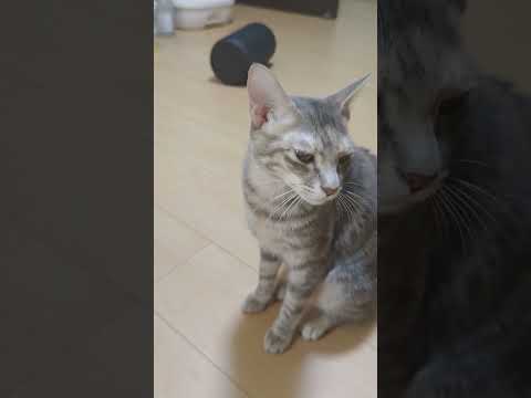 #しゃべる猫 。#パステルサバ　#パステルミケ　??何色？。#おはよう 。（と言わせたい）というか飼い主にだけおはようと聞こえてる…だけ、か、も…。