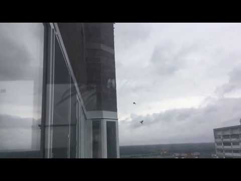 A lot of birds