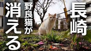 長崎の野良猫が消えていく… その理由とは？
