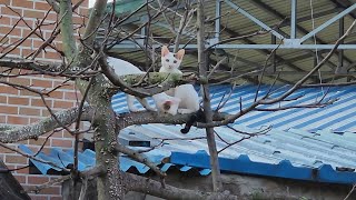 착한 고양이/나쁜냥이/고양이는 딱 두 종류만 있다