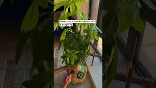 Apartment plants aesthetic #easyplants #moneytree #apartment #nyc