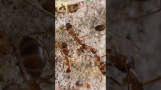 ant day #ant ＃螞蟻＃ants #餵食＃螞蟻餵食#antwargameplay#antfarm