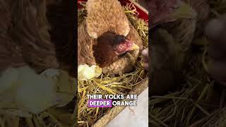 Why are farmers throwing baby chicks into vegetable fields_! 🐣🤯 #didyouknow #facts #knowledge