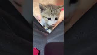 #pleasedonate #linkinbio #cat #kitten #please #cute #paymentlink #paymentmethod #pets #linkinbio