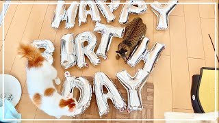 猫と一緒にサプライズ準備したらかわいすぎた…笑