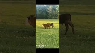 New Hereford Cows Join the Herd, Bringing Calves & More on the Way! #f1