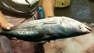 Skipjack tuna | Cakalang | カツオ| Fish #shorts।🐟