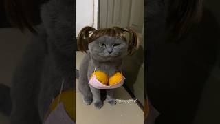 cute kitten 😺😻🐾 #cat #catshorts #shorts #youtubeshorts