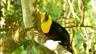 Urban Wildlife Expeditions: Safari-style Adventures in the City