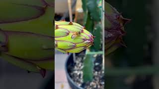 🐝Dragon Fruit Buds with Special Guest #30 #kopiniaga #youtube #bees #reels🐝🐝🐝