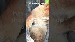 "The Proboscis Monkey's Bulbous Nose"