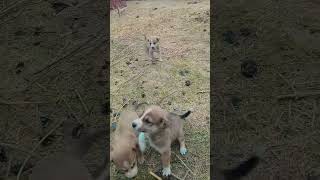 Dog life 🤕🥺 #tamilpets #loyalanimal #viralvideo #love #animalworldtamil #loyaldog #cute #tamilworld