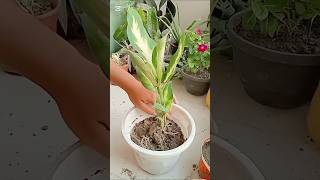 Aglonema repoting #shorts #shortsfeed #aglonema #repotting #plantcare #plants #planting #gardening