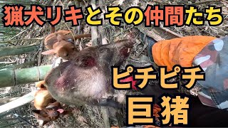 猟犬リキとその仲間たちで捕獲する巨大イノシシ！【有害鳥獣駆除活動】