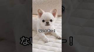 めっちゃ印象変わる🤣👅  #チワワ #chihuahua #癒し #かわいい #子犬 #犬のいる生活 #beforeandafter #ビフォーアフター