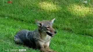 Coyotes 郊狼  第一次遇见郊狼 记录瞬间