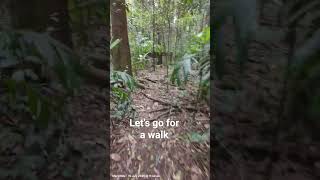 Booyong reserve #viral2024 #viral2025 #nature #viral