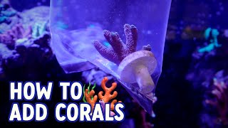 HOW TO INTRODUCE NEW CORALS TO YOUR AQUARIUM | RED SEA MAX NANO G2 XL UPDATE