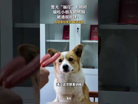 警犬「福仔」上班時偷吃小朋友的烤腸 被通報批評