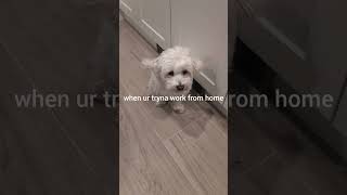 my human once told me they wish they could control me #cute #funny #cotondetulear #dog #viral #fyp