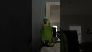 The Beautiful Sounds of the Blue-Fronted Amazon Parrot #parrot #sounds #asmr #cute #animals