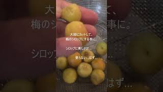 b級品の青梅で梅のシロップ煮 #青梅 #梅 #梅シロップ #梅のシロップ煮 #傷んだ梅