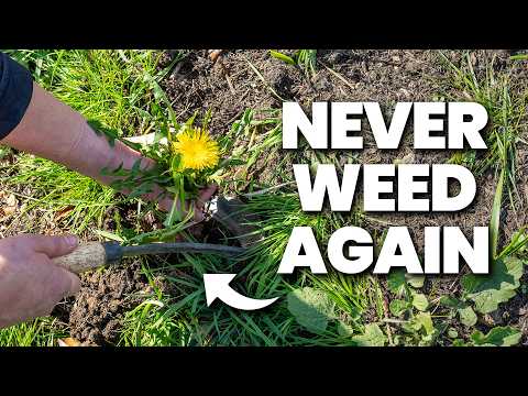 The BEST Way To STOP Weeds In Your Garden