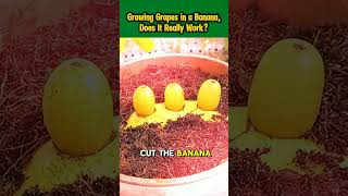 Growing Grapes in a Banana – Does It Really Work? #gardening  #grapenation #farming #homegardening