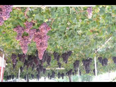 kokaros.wmv