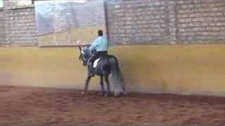 ''QUIJOTE''   PRE  Mario A. Contreras