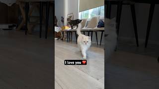 Now you’re my bestie 🥰 #catshorts #cat #cutecat #catlover #tabbycat