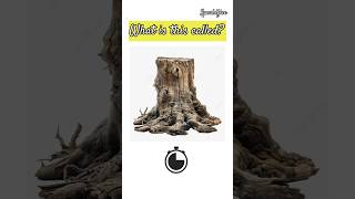 Different tree parts name || What is this called || #ieltsvocabularyenglish #englishlearningpodcast