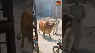 Most Dangerous Cow 🤭 Out Of Control 😮 Eiduladha Qurbani 2023 #shorts #cow #dangerouscow #mrabdullah