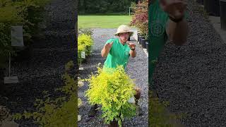 Sunshine Ligustrum! A beautiful evergreen that will give you loads of color!#landscaping #plants
