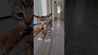 #shorts he just crazy one #short #animallover #kitten #sillycats