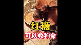红糖可以救狗命，红糖在养狗中的妙用！ #新手养狗 #养狗经验分享 #科学养宠攻略 #养狗小知识 #狗狗
