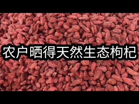 像我们自家晒得枸杞，没市场上的枸杞漂亮鲜艳，这是原色！#枸杞