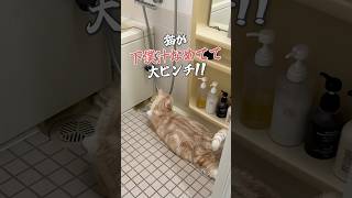猫がお風呂で休憩中に #猫 #ねこ #cat #猫好きさんと繋がりたい #猫動画