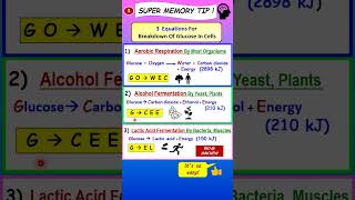 BIOLOGY F4 C7 Memory Tip for Aerobic Respiration & Fermentation #kssm  #spm  #igcse  #science