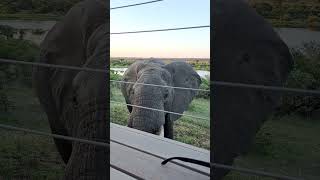 This is the life. elephant says hi. #wildlife #krugernationalpark #amazingwildlife