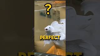 Butterfly KOi FiSH guide 🔥