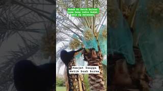 Naik Tangga Metik Buah Kurma #shortvideo #shortsviral #shortsfeed #kurma #shortsyoutube #buahkurma