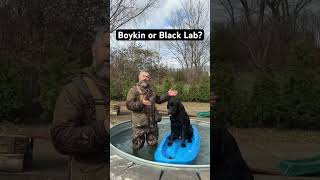 Boykin Spaniel or Black Labrador Retriever? #boykin #labrador