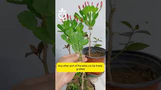Grafting with a high survival rate #garden #gardening #planttips #viral #gardencare #grafting