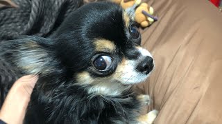 なぜ！？そんなにキレるの〜『怒るチワワ』
