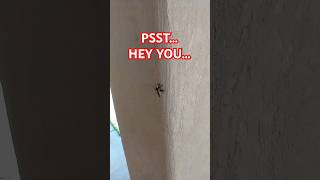 Closer... Closer... WHOA Too Close!
