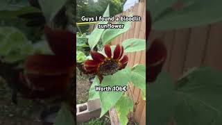 Bloodlit sunflower
