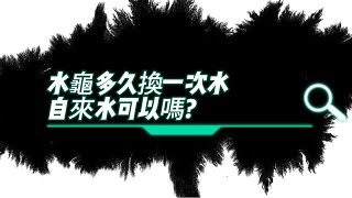 「水龜飼養教學」養龜換水頻率?很多人對於澤龜換水時機及頻率疑惑 多久該換一次 直接用自來水就好嗎?