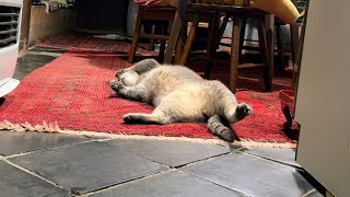 深夜の冷蔵庫探索と..  歯磨きと..  のんびり過ごすおばあちゃんと猫・・・