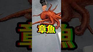五種 大腦最多的動物🤯 #科普 #知識 #動物